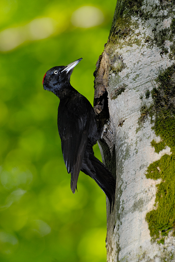 Picchio nero - Dryocopus martius